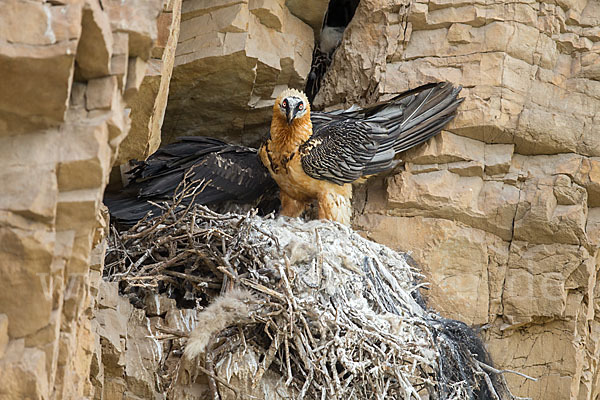 Bartgeier (Gypaetus barbatus)