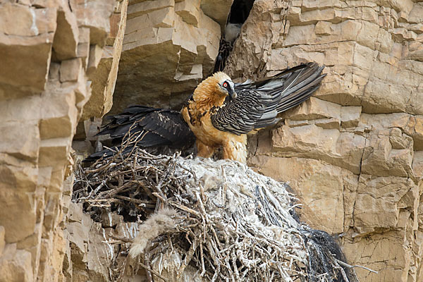 Bartgeier (Gypaetus barbatus)