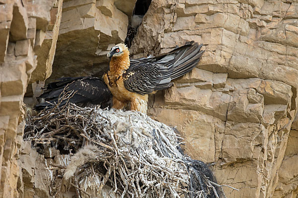 Bartgeier (Gypaetus barbatus)