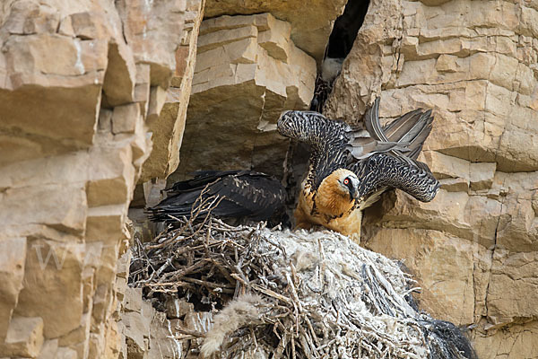 Bartgeier (Gypaetus barbatus)