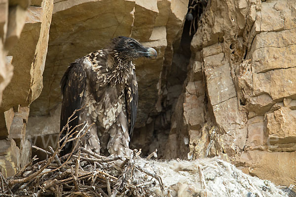 Bartgeier (Gypaetus barbatus)