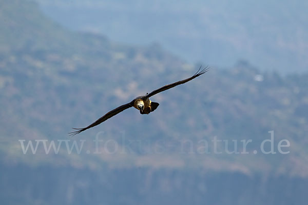 Bartgeier sspec. (Gypaetus barbatus meridionalis)