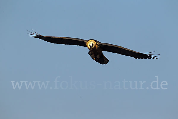 Bartgeier sspec. (Gypaetus barbatus meridionalis)