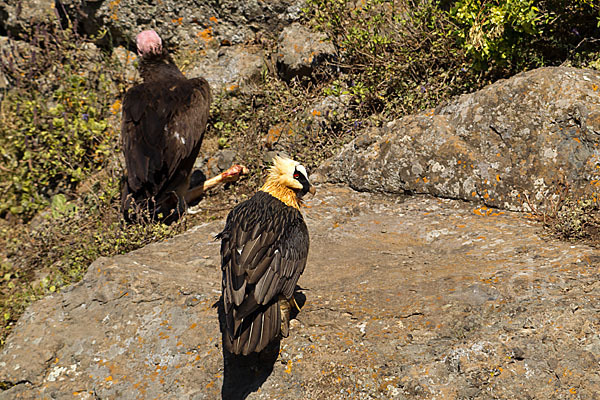 Bartgeier sspec. (Gypaetus barbatus meridionalis)