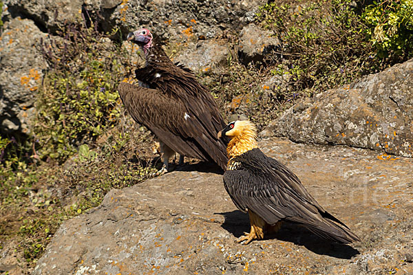 Bartgeier sspec. (Gypaetus barbatus meridionalis)