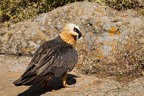 Bartgeier sspec. (Gypaetus barbatus meridionalis)