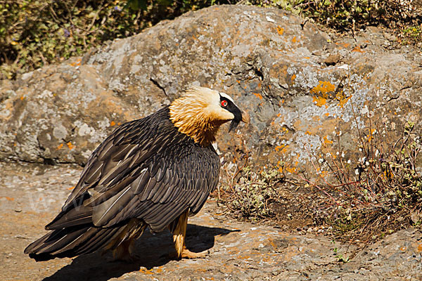 Bartgeier sspec. (Gypaetus barbatus meridionalis)