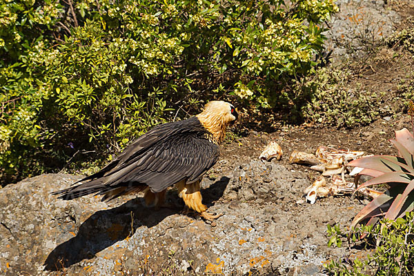 Bartgeier sspec. (Gypaetus barbatus meridionalis)