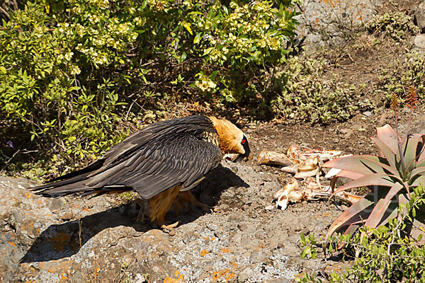 Bartgeier sspec. (Gypaetus barbatus meridionalis)