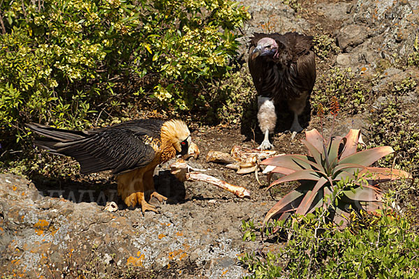 Bartgeier sspec. (Gypaetus barbatus meridionalis)