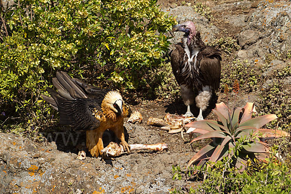 Bartgeier sspec. (Gypaetus barbatus meridionalis)