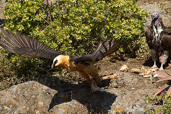 Bartgeier sspec. (Gypaetus barbatus meridionalis)