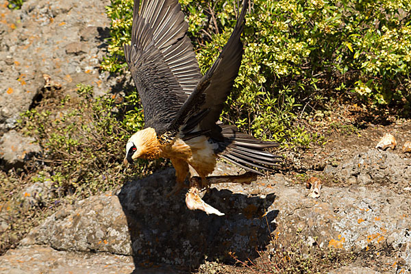 Bartgeier sspec. (Gypaetus barbatus meridionalis)