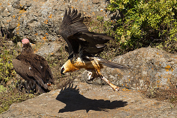 Bartgeier sspec. (Gypaetus barbatus meridionalis)