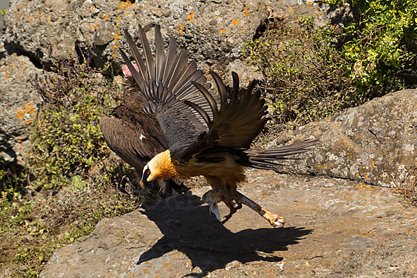 Bartgeier sspec. (Gypaetus barbatus meridionalis)