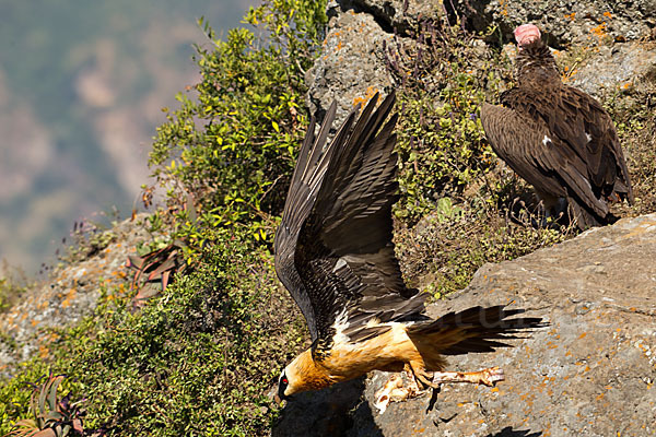 Bartgeier sspec. (Gypaetus barbatus meridionalis)