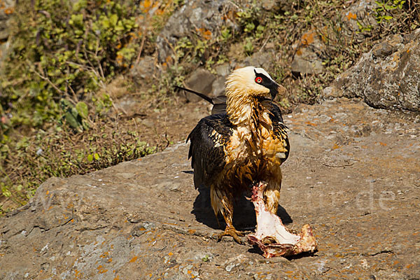 Bartgeier sspec. (Gypaetus barbatus meridionalis)