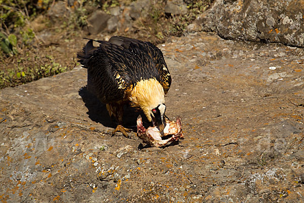 Bartgeier sspec. (Gypaetus barbatus meridionalis)