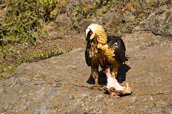 Bartgeier sspec. (Gypaetus barbatus meridionalis)