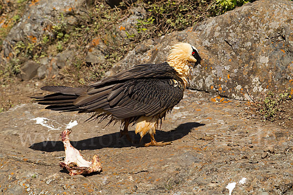 Bartgeier sspec. (Gypaetus barbatus meridionalis)