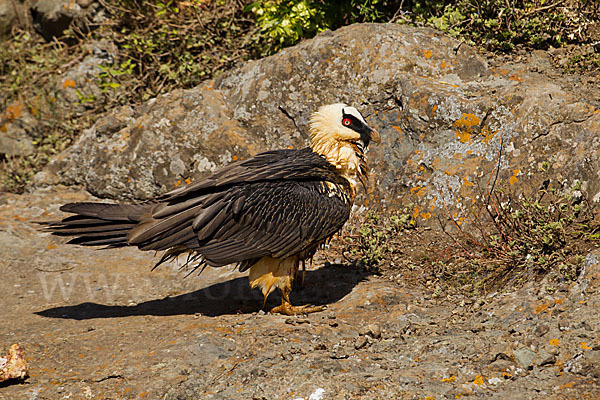 Bartgeier sspec. (Gypaetus barbatus meridionalis)