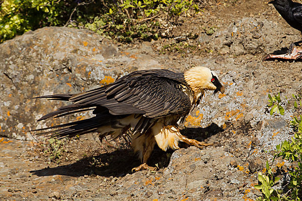 Bartgeier sspec. (Gypaetus barbatus meridionalis)