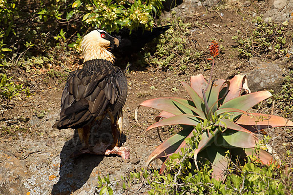 Bartgeier sspec. (Gypaetus barbatus meridionalis)