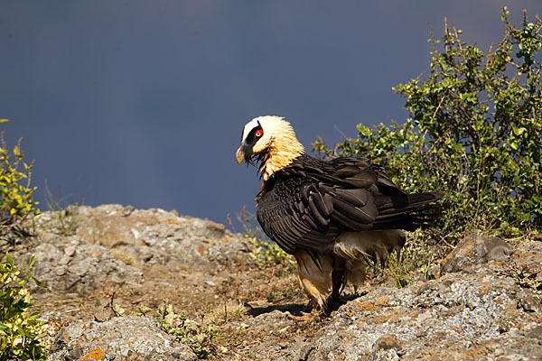 Bartgeier sspec. (Gypaetus barbatus meridionalis)