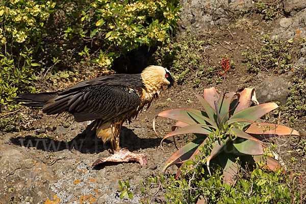 Bartgeier sspec. (Gypaetus barbatus meridionalis)