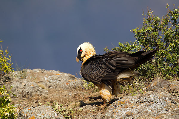 Bartgeier sspec. (Gypaetus barbatus meridionalis)