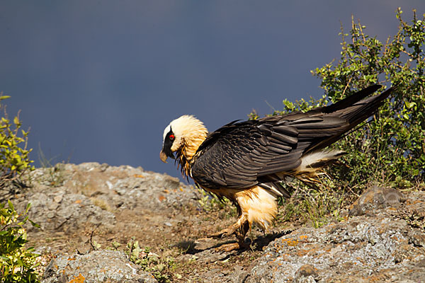 Bartgeier sspec. (Gypaetus barbatus meridionalis)