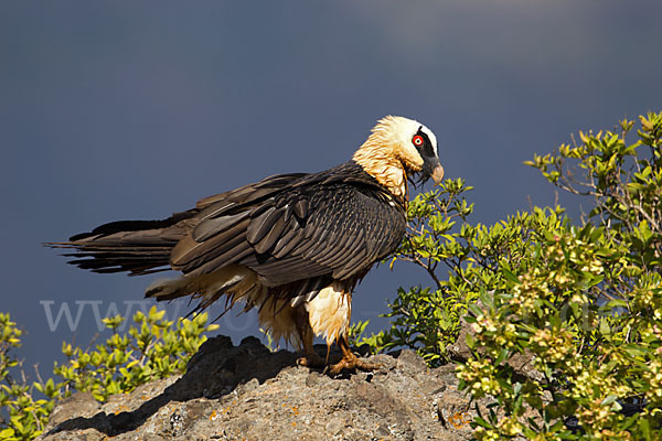 Bartgeier sspec. (Gypaetus barbatus meridionalis)