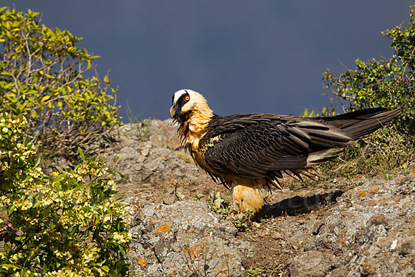 Bartgeier sspec. (Gypaetus barbatus meridionalis)