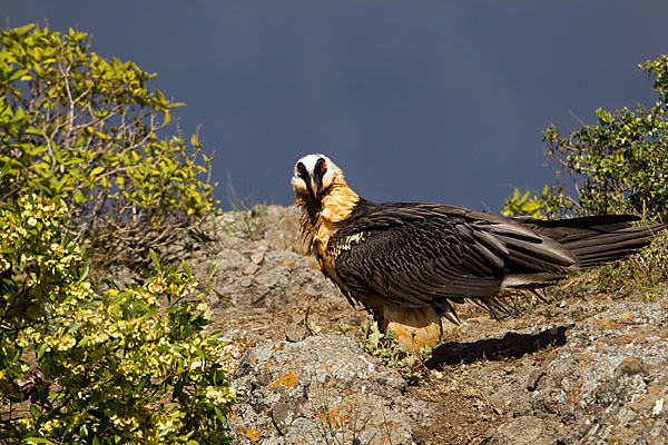 Bartgeier sspec. (Gypaetus barbatus meridionalis)