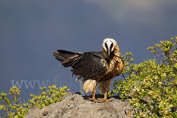 Bartgeier sspec. (Gypaetus barbatus meridionalis)