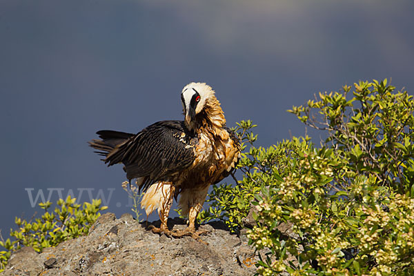 Bartgeier sspec. (Gypaetus barbatus meridionalis)