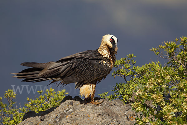 Bartgeier sspec. (Gypaetus barbatus meridionalis)