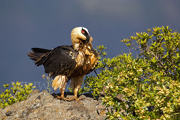 Bartgeier sspec. (Gypaetus barbatus meridionalis)