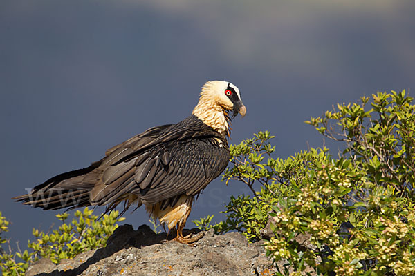 Bartgeier sspec. (Gypaetus barbatus meridionalis)