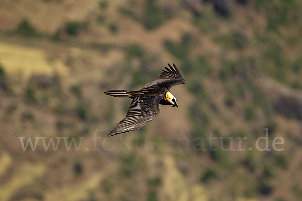 Bartgeier sspec. (Gypaetus barbatus meridionalis)