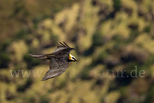 Bartgeier sspec. (Gypaetus barbatus meridionalis)