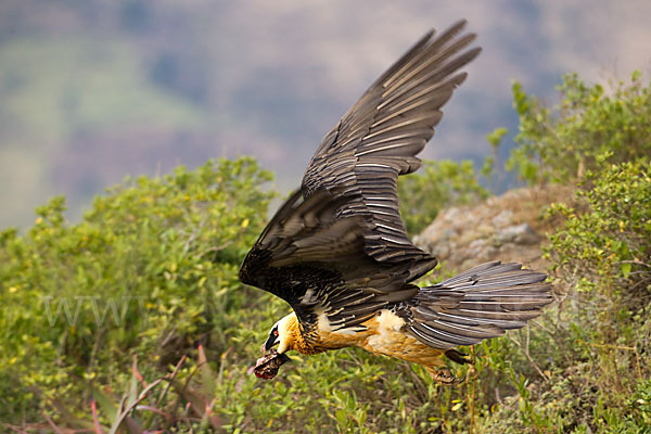 Bartgeier sspec. (Gypaetus barbatus meridionalis)