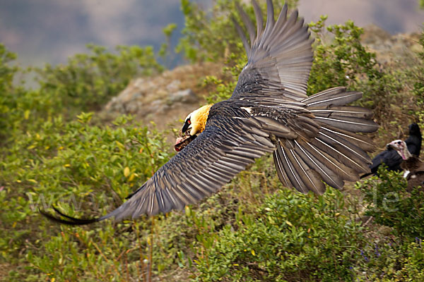 Bartgeier sspec. (Gypaetus barbatus meridionalis)