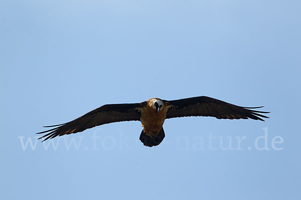 Bartgeier sspec. (Gypaetus barbatus meridionalis)