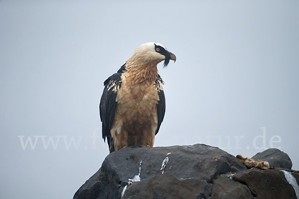 Bartgeier sspec. (Gypaetus barbatus meridionalis)