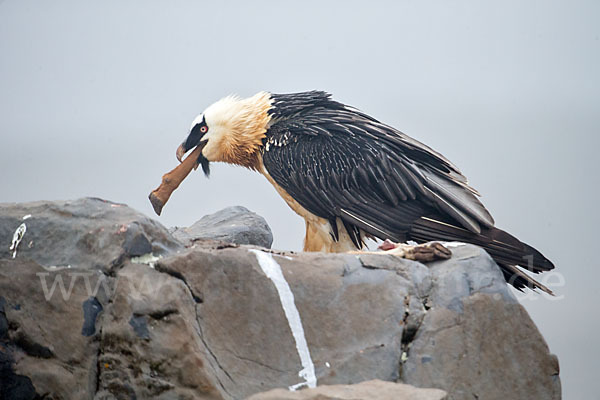 Bartgeier sspec. (Gypaetus barbatus meridionalis)