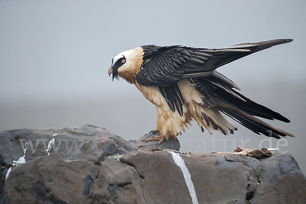 Bartgeier sspec. (Gypaetus barbatus meridionalis)