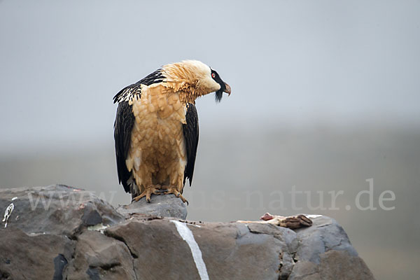 Bartgeier sspec. (Gypaetus barbatus meridionalis)