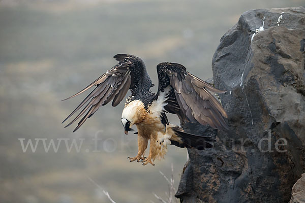 Bartgeier sspec. (Gypaetus barbatus meridionalis)