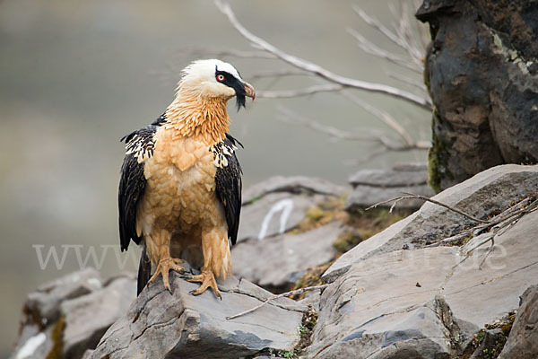 Bartgeier sspec. (Gypaetus barbatus meridionalis)